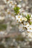 primavera florescer flores brancas. galhos de flor de cerejeira foto