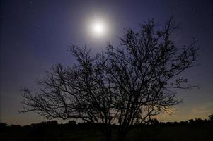 silhueta de uma árvore à noite foto