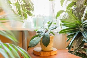 muitas plantas de interior verdes diferentes na sala de estar real perto da janela. decoração de casa, design de casa, decoração de casa. foto