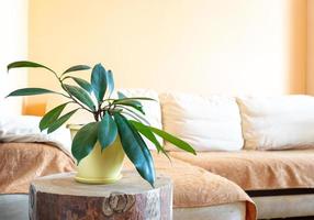 interior elegante e moderno em casa com ficus de planta de casa verde no toco de madeira redondo. copie o espaço. foto