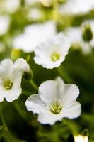 close-up de flores de pétalas brancas foto