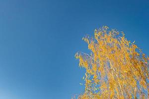 fotografia sobre o tema grande e bela árvore de bétula de outono no céu brilhante de fundo foto