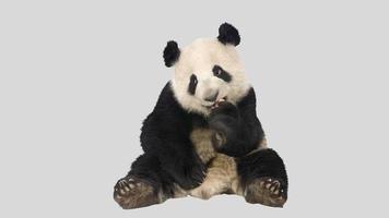 urso panda sentado e comendo foto