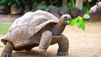grande tartaruga seychelles comer