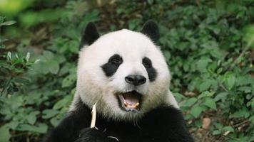 close-up de um urso panda foto