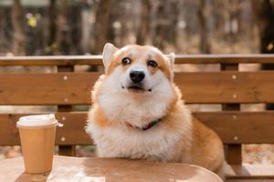 cachorro corgi fofo em uma caminhada no outono em uma cafeteria na varanda bebendo café. café amigável para cães. foto de alta qualidade