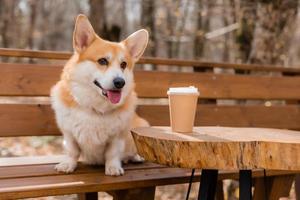 cachorro corgi fofo em uma caminhada no outono em uma cafeteria na varanda bebendo café. café amigável para cães. foto de alta qualidade