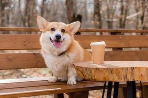 cachorro corgi fofo em uma caminhada no outono em uma cafeteria na varanda bebendo café. café amigável para cães. foto de alta qualidade