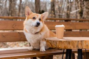 cachorro corgi fofo em uma caminhada no outono em uma cafeteria na varanda bebendo café. café amigável para cães. foto de alta qualidade