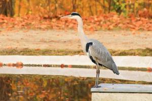 garça cinza perto de uma lagoa na temporada de outono foto