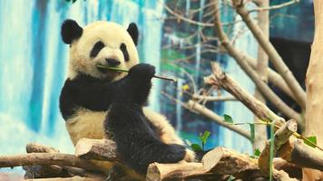 panda fofo comendo bambu foto