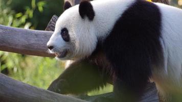 grande urso panda foto