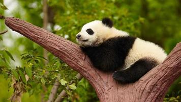 bebê panda gigante dormindo foto