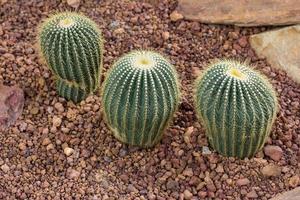 decoração de planta de cacto na rocha no jardim foto