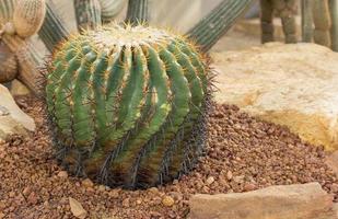 decoração de cactos no jardim foto