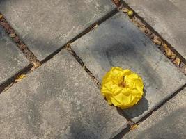 uma flor amarela no chão de cimento. fundo natural foto