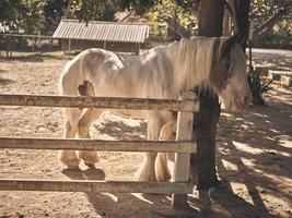 nascer do sol na fazenda com belos cavalos. foto