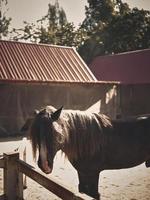 nascer do sol na fazenda com belos cavalos. foto