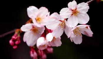 flores de sakura rosa real ou close-up de flor de cerejeira. foto