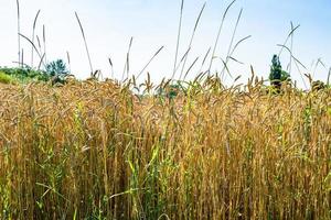 fotografia sobre campo de fazenda de trigo grande tema para colheita orgânica foto