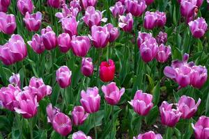 canteiro de flores com tulipas rosa primavera no parque da cidade foto