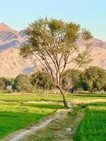 paisagem de montanhas e árvores campo verde e montanhas foto