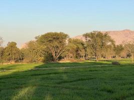 paisagem de montanhas e árvores campo verde e montanhas foto