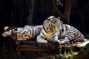 tigres brancos no zoológico foto