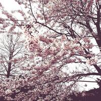 fundo de flor de cerejeira rosa foto