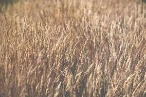 espigas de trigo no campo foto