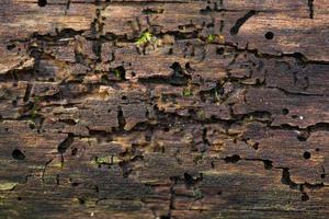 close-up textura de madeira, danificada por cupins foto