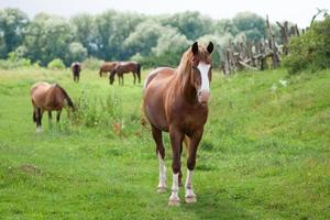 belos cavalos pastam no pasto foto