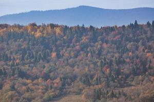 montanhas dos cárpatos ucranianos no outono, floresta colorida foto