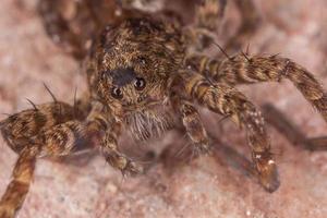 close-up aranha, fotografia macro foto