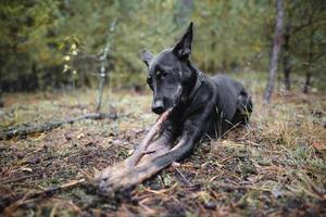jovem cão de raça pura preto rói um pedaço de pau na floresta. foto