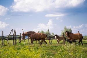 belos cavalos pastam no pasto foto