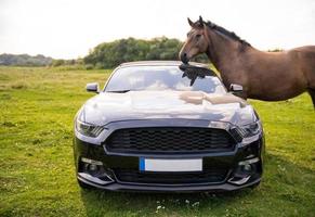 cavalos em um pasto perto de um caro carro mustang foto