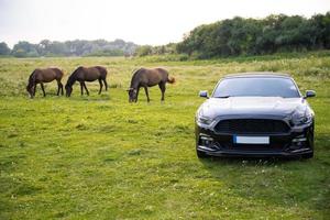 cavalos em um pasto perto de um caro carro mustang foto