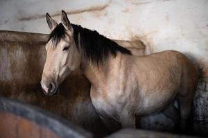 um lindo cavalo no estábulo foto