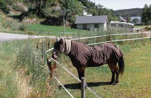 um cavalo pasta em um pasto no calor vestindo uma capa protetora contra o calor e voa. foto