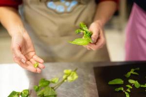 cozinhar na cozinha arranca uma folha de hortelã foto