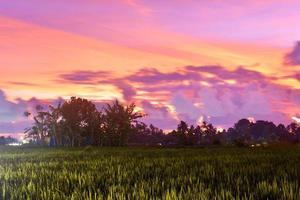 um pôr do sol de beleza sobre o campo de arroz foto