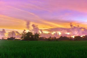 um pôr do sol de beleza sobre o campo de arroz foto