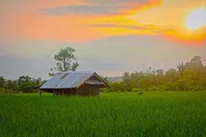 um pôr do sol de beleza no campo de arroz foto