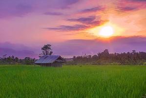 um pôr do sol de beleza no campo de arroz foto