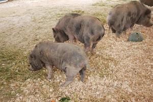 porco selvagem em uma poça no zoológico de singapura foto