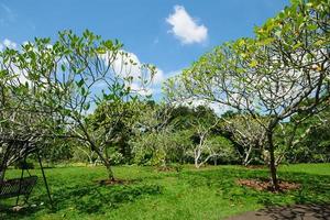 parques da cidade com passeio no início da manhã foto