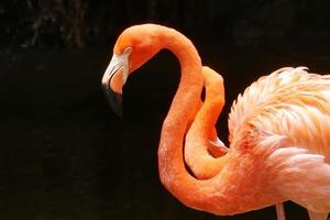 um bando de flamingos vermelhos e cor-de-rosa no jardim zoológico de singapura foto