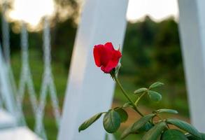 rosas vermelhas plantadas no jardim estão florescendo lindamente. foco suave e seletivo. foto