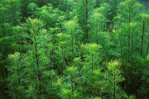folhas de abeto verde brilhante para o fundo da natureza. fundo de folhas de pinheiro.